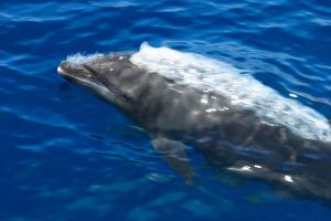 Tursiops truncatus Montagu, 1821