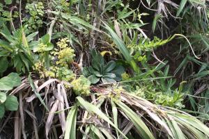 基隆筷子芥-Cruciferae十字花科-筷子芥屬-Arabis stelleris var. japonica-20090510臺北-北海岸-十八王公廟-雙子葉-IMG_1108