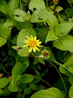 雙花蟛蜞菊