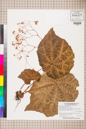 Begonia phuthoensis標本_BRCM 2723