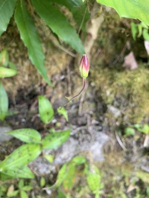 高山油點草