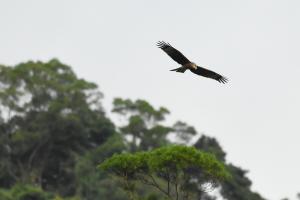 黑鳶