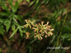 高山破傘菊