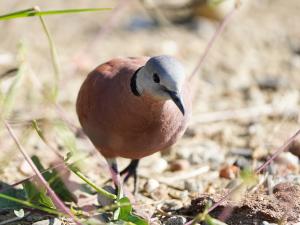 紅鳩