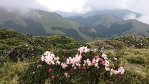 玉山杜鵑