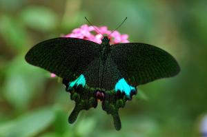 20090918_347295_Papilio paris nakaharai.jpg