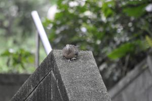 金背鳩(台灣亞種)