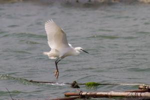 小白鷺