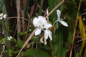 野薑花