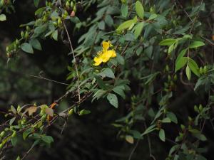 雙花金絲桃