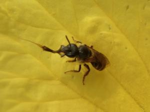 Beach Combed-Sweat bee