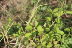 虎尾草、刺虎尾草、孟仁草