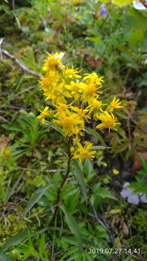 一枝黄花 (金鎖 野黄菊)