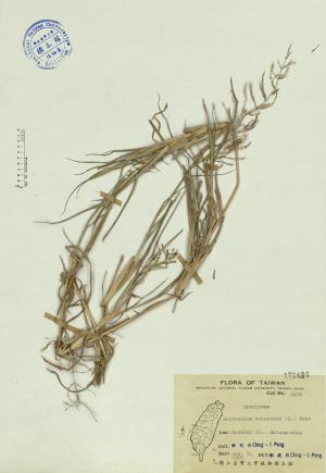 Leptochloa chinensis (L.) Nees_標本_BRCM 4213