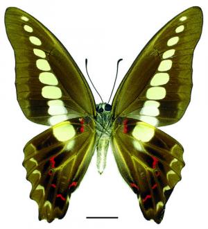 Graphium sarpedon sarpedon Linnaeus, 1758 青鳳蝶