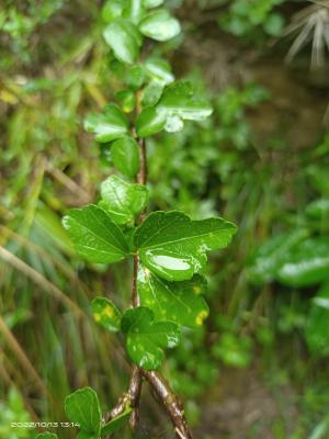 木槿