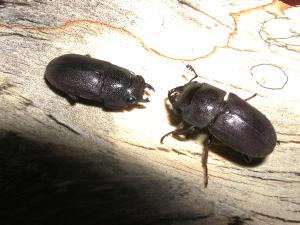 姬扁鍬形蟲 (Dorcus parvulus)