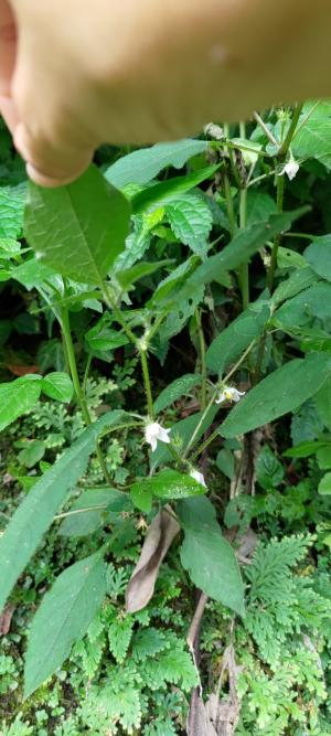 雙花龍葵