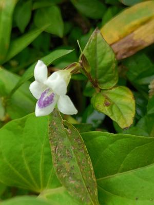 小花寬葉馬偕花