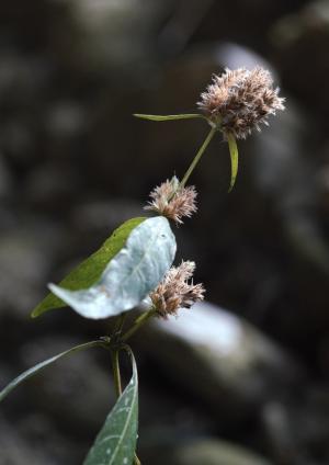 臺灣鱗球花