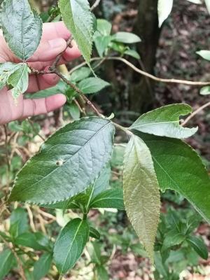 中華石楠厚葉變種