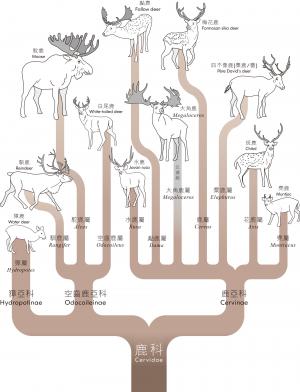 鹿科系譜圖