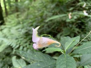 紫花鳳仙花