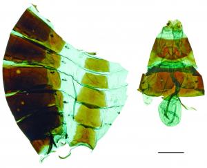 Graphium mullah mullah (Alphéraky, 1897) 黑尾劍鳳蝶