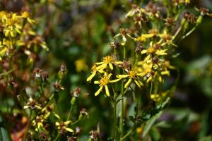 一枝黄花 (金鎖 野黄菊)