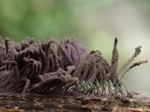 Stemonitis fusca(褐髮網黏菌)