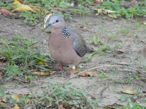 珠頸斑鳩