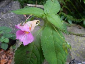 紫花鳳仙花