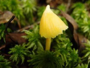 Entoloma murraii(尖頂粉褶菌)