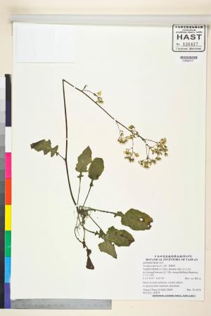 Youngia japonica (L.) DC._標本_BRCM 5533