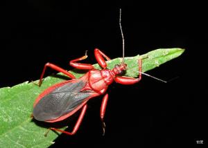 Tapeinus fuscipennis (Stål, 1874)