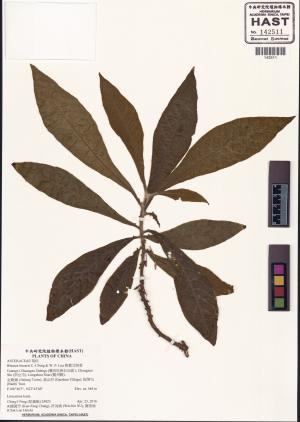 Blumea linearis C.-I Peng & W. P. Leu_標本_BRCM 4990