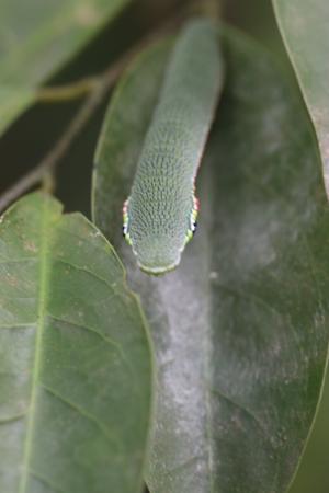 鶴頂粉蝶