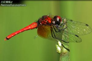 14-14 小紅蜻蜓