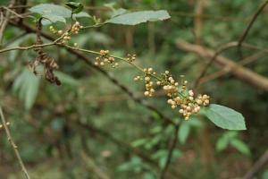 臺灣山桂花