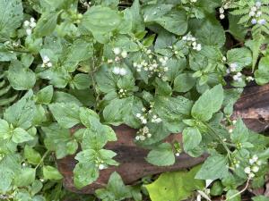 勝紅薊 (藿香薊)