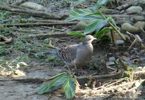 金背鳩