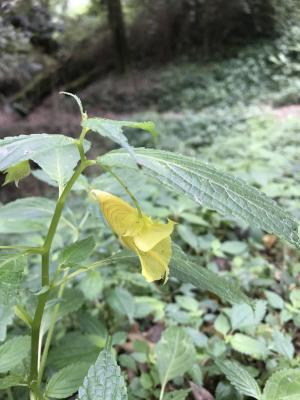 黃花鳳仙花