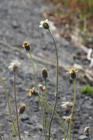 長柄菊