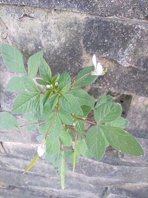 皺子白花菜