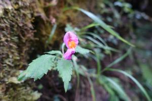 紫花鳳仙花