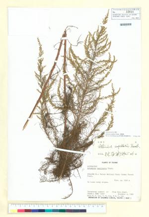 Artemisia capillaris Thunb._標本_BRCM 7277