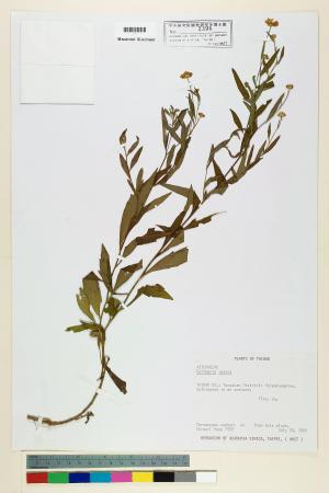 Kalimeris indica (L.) Sch. Bip._標本_BRCM 6577