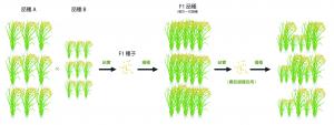 第一代雜交品系示意圖
