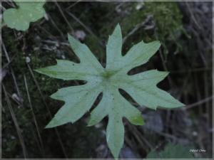 高山破傘菊