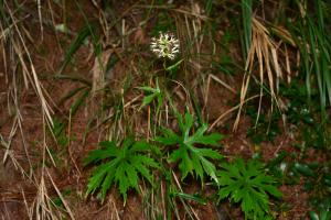 高山破傘菊